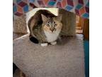 Adopt Janis a Calico or Dilute Calico Domestic Shorthair / Mixed (short coat)