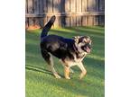 Adopt Aubrey Chat a German Shepherd Dog / Anatolian Shepherd / Mixed dog in