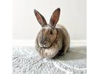 Adopt Judy a Harlequin Rex / Mixed (short coat) rabbit in Great Neck