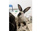 Adopt Flora a Multi Rex / Mixed (medium coat) rabbit in Great Neck