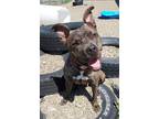 Adopt Dingo a Brindle Pit Bull Terrier / Mixed dog in Tioga, PA (37479453)