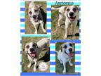 Adopt Antonio a White Anatolian Shepherd / Mixed dog in CONVERSE, TX (37859071)
