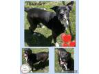 Adopt Thunder a Black American Pit Bull Terrier / Mixed dog in CONVERSE