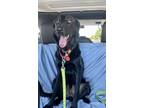 Adopt Mr BEN a Black Flat-Coated Retriever / Border Collie / Mixed dog in Cave