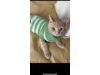 Adopt Cutie Cuddly Cooper a Orange or Red Domestic Shorthair / Mixed (short