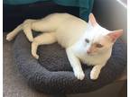 Adopt Casper Very Playful a White American Shorthair / Mixed (short coat) cat in