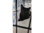 Adopt Sadie a All Black Domestic Shorthair / Mixed (short coat) cat in Naples