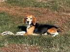 Adopt SEAMUS a Beagle / Mixed dog in Hartville, WY (37591396)