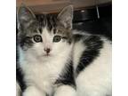 Adopt Duchess BD* a Gray or Blue Domestic Mediumhair / Mixed cat in Clive