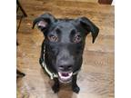 Adopt Lola - fka Sushi a Black - with White Retriever (Unknown Type) / Mixed dog