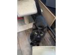 Adopt Nairobi a All Black Domestic Shorthair / Mixed (short coat) cat in