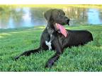 Adopt TINY DANCER a Black - with White Great Dane / Mixed dog in Franklin