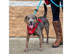 Adopt Kiera a Brindle Catahoula Leopard Dog / Plott Hound / Mixed dog in