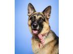 Adopt Vixen a Tan/Yellow/Fawn - with Black German Shepherd Dog / Mixed dog in