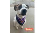 Adopt Cooper a White - with Brown or Chocolate Pointer / Mixed dog in Mt Vernon