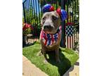 Adopt Ellie a Brindle American Pit Bull Terrier / Mixed dog in Redlands