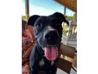 Adopt MJ a Black Boxer dog in Youngsville, NC (37800625)