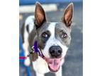 Adopt Hunny - Adopt Me! a Cattle Dog / Border Collie / Mixed dog in Lake Forest