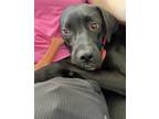 Adopt Wylie a Black Labrador Retriever / Great Dane / Mixed dog in Westminster