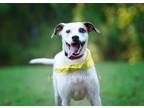 Adopt Dyson a Labrador Retriever / American Pit Bull Terrier / Mixed dog in