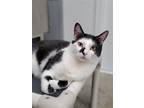 Adopt Sir Nala a Black & White or Tuxedo Domestic Shorthair / Mixed (short coat)