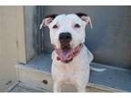 Adopt Gwennie - CL a White - with Black Boxer / American Staffordshire Terrier /