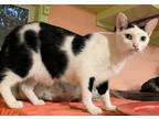 Adopt Frenchie a Black & White or Tuxedo American Shorthair / Mixed (short coat)