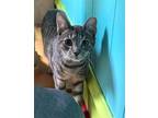 Adopt Frances a Gray, Blue or Silver Tabby Domestic Shorthair / Mixed (short