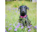 Adopt Toothless (Texas Only) a Black Labrador Retriever / Hound (Unknown Type) /