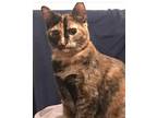 Adopt Layla a Tortoiseshell Domestic Shorthair / Mixed (short coat) cat in