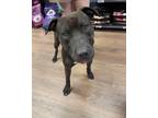 Adopt Brock a American Staffordshire Terrier / Mixed dog in Darlington