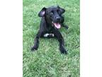 Adopt Billy Bob a Black Labrador Retriever / Mixed dog in Albemarle