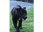 Adopt Cozy a Black Labrador Retriever / Mixed dog in Albemarle, NC (26301711)