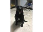 Adopt Bertha a Black Labrador Retriever / Mixed dog in Albemarle, NC (30847958)