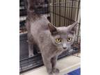 Adopt Pearl a Gray or Blue Domestic Shorthair / Mixed (short coat) cat in