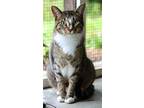 Adopt Gamora a Brown Tabby Domestic Shorthair / Mixed (short coat) cat in