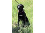 Adopt Zara a Black - with White Labrador Retriever / Mixed dog in Seattle