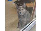Adopt Simpson a Gray or Blue Domestic Shorthair / Mixed cat in Ridgeland