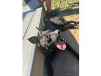 Adopt Cher a Black Labrador Retriever dog in Silver Spring, MD (37874143)