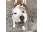 Adopt MILLIE a White - with Red, Golden, Orange or Chestnut Labrador Retriever /