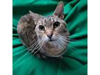 Adopt Laurel a Brown Tabby Domestic Shorthair / Mixed (short coat) cat in Spring