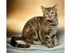 Adopt Eggplant a Gray, Blue or Silver Tabby Domestic Shorthair / Mixed (short