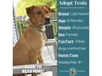 Adopt Tesla a Brown/Chocolate Hound (Unknown Type) / Labrador Retriever / Mixed