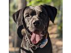 Adopt Ozzy (CP) - Adopt Me! a Black Labrador Retriever / American Staffordshire