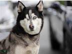 Adopt Colleen a Black - with White Siberian Husky / Mixed dog in Walnut Creek