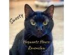 Adopt Sweety a Black (Mostly) Domestic Shorthair / Mixed (short coat) cat in