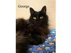 Adopt George a All Black Domestic Longhair / Mixed cat in St.