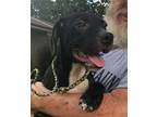 Adopt Checkers a Black Labrador Retriever / Mixed dog in Slidell, LA (23247415)