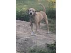 Adopt Thelma a Tan/Yellow/Fawn Labrador Retriever / Mixed dog in Slidell