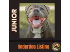 Adopt JUNIOR #5 a Gray/Silver/Salt & Pepper - with White Staffordshire Bull